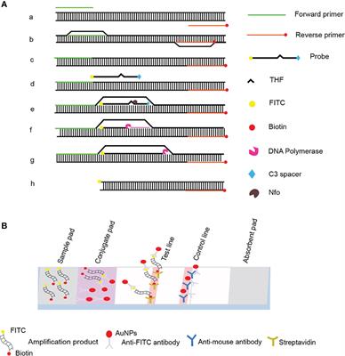 Fast, Simple, and Highly Specific Molecular Detection of Porphyromonas gingivalis Using Isothermal Amplification and Lateral Flow Strip Methods